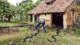 EMERGENCY clean up an abandoned house that is a SNAKE shelter, making neighbors afraid