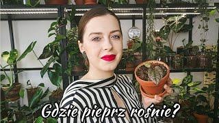 Nowe rodzaje roślin w mojej kolekcji!  Piper i Dioscorea 