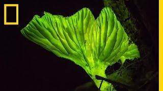 Glow-in-the-Dark Mushrooms: Nature’s Night Lights | National Geographic