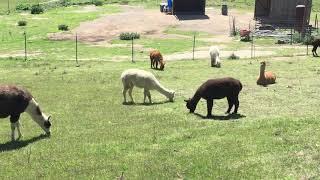 Alpaca farm