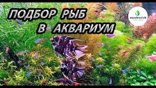 Подбор рыб в аквариум на моем примере.