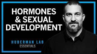 How Hormones Shape Sexual Development | Huberman Lab Essentials