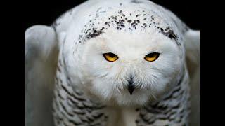 Snowy Owl Sound | Snowy Owl Sound Effect | Owl Noises | Nature Sounds | No Music