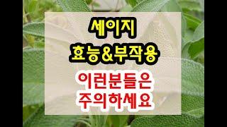 세이지 효능과 부작용 잘 알고 드셔야해요~