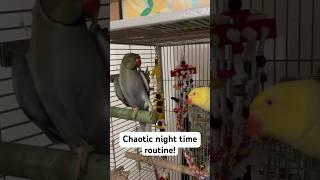 A chaotic night time routine!  #talkingparrot #nightroutine #talkingbird #talkingbird #vlog