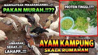 PAKAN MURAH !! DEDAUNAN TINGGI PROTEIN UNTUK PAKAN AYAM CEPAT BESAR