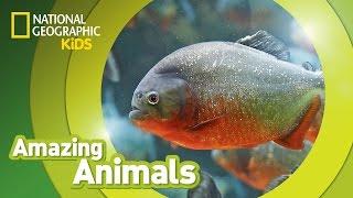 Red-Bellied Piranhas  | Amazing Animals