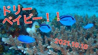 【台風接近も、チービシダイビング】ウミガメに魚の群れ！アルファダイブ沖縄