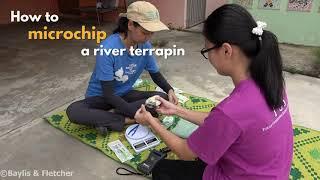 How to microchip a river terrapin