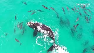 Ballena franca austral jugando con delfines