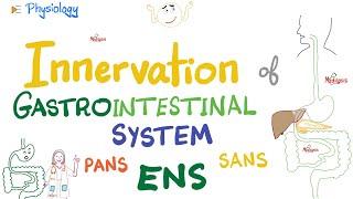 Enteric Nervous System (ENS) - Myenteric, Submucosal plexus - GI Innervation - Nerve Supply of GIT