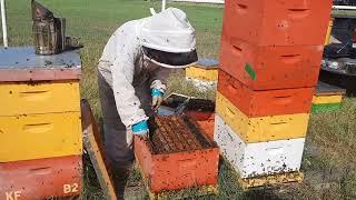 Two queens in a hive