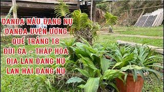 2/3 E TRƯỜNG BÁN ĐỊA LAN , LAN HÀI & CÁC LOẠI LAN RỪNG. GIÁ RẺ . Lh 0965224337 || PHONG LAN RỪNG