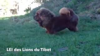 Lei des Lions du Tibet