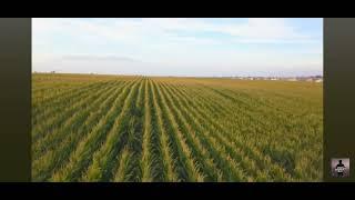 Free stock footage - California Agriculture corn field