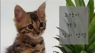 고양이 행동 심리상담: 전선을 물어 뜯는 고양이 외