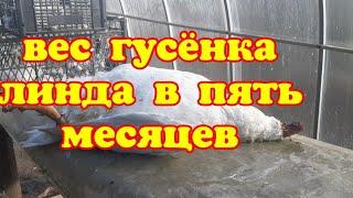 Вес гусёнка линда в пять месяцев.