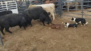 Loading bulls with Brick Kate and Dan
