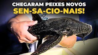 CHEGARAM NOVOS PEIXES SEN-SA-CIO-NAIS PARA VOCÊS!