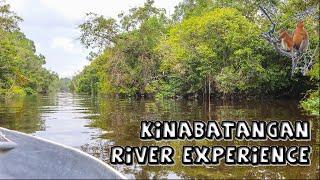 My Kinabatangan River Experience | Borneo Animals & Rainforest