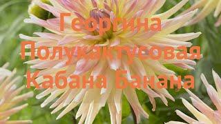 Георгина полукактусовая Кабана Банана (dahlia)  обзор: как сажать, луковицы георгины Кабана Банана