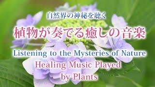 植物が奏でる癒しの音楽〜自然界の神秘を聴く アジサイ  Healing Music Played by Plants – Listening to the Mysteries of Nature