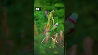 In first frame:Baby macaque 2nd: alexandrine parakeet 3rd: stopped deer