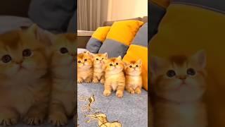 Cat videos cute cats kittens 