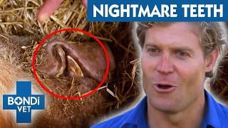 Shocking Pet Teeth Disasters! | Best Of Bondi Vet