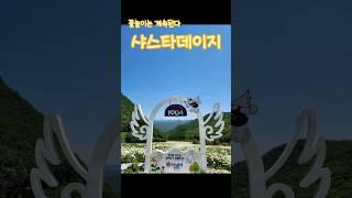 6월 정선으로 떠나는 이유 샤스타데이지가 기다려 설명은 댓글에  #강원도여행 #정선여행 #샤스타데이지 #데이지꽃 #벚꽃엔딩 #여행지추천