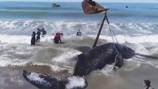 Rescuers Help Beached Humpback Whale Go Back to Sea