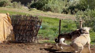 POZGEWR KUR YAPARKEN FENA YAKALANDI | ÇOBAN ARKADAŞLARA VEDA VAKTİ