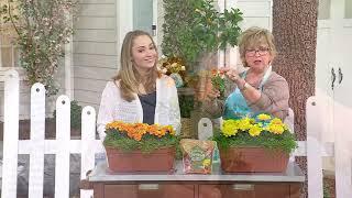 Girl Next Door 4-Piece Super Hero French Marigold Live Plants on QVC