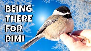 Helping a Black-capped Chickadee Named Dimi | How Do Birds Survive in the Cold Weather?