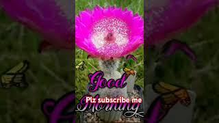 Good Morning status video.      Please subscribe my channel 