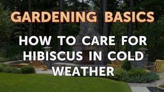 How to Care for Hibiscus in Cold Weather
