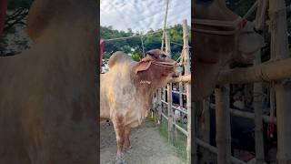 It is huge. Monster Gyr bull from Bangladesh. Cattle market 2024. #subscribe #cow #gyr