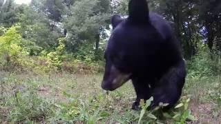 Black Bear Family with GoPro