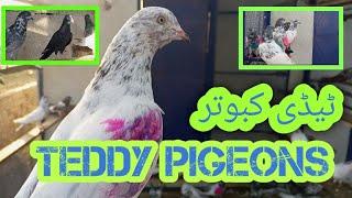 High flying Pigeons|Teddy pigeons|Jhelum|Aviary 2.0|