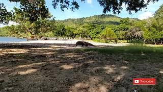 Komodo Dragons Seeking Opportunities To Bite Prey#toppredator