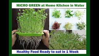 How to grow Microgreens at Home | Microgreens without Soil | Microgreens in water Indoor