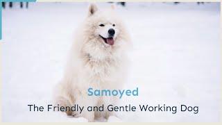 Samoyed – The Friendly and Gentle Working Dog