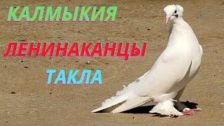 Турецкая такла и Ленинаканцы Алексея в Калмыкии! #pigeons #göyərçinlər #tauben