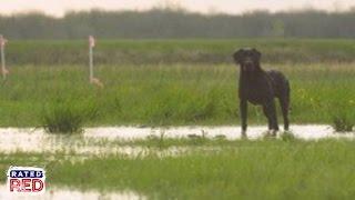 Tips On Training Your Dog to Duck Hunt