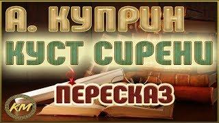 Куст сирени. Александр Куприн