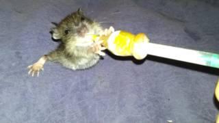 Babyratte Pepito (Wanderratte)