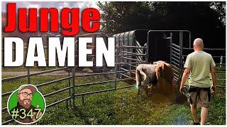 FarmVlog 347: Die jungen Wilden ziehen um