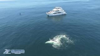 Amazing aerial view of humpback whales on the Gold Coast from Sea World Whale Watch