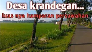 menikmati suasana pagi di desa krandegan Gandusari Trenggalek !!! dengan hamparan sawah nya yg luas