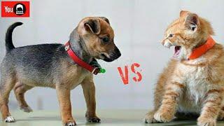 KUCING vs ANJING  Siapa yang menang ??